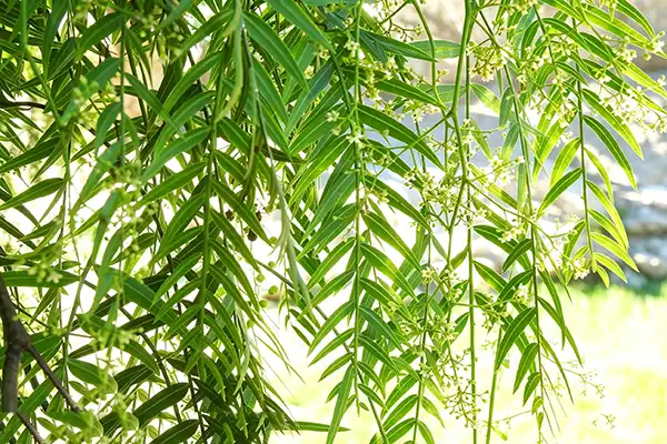 Can White Willow Bark Extract Powder Promote Healthy Blood Flow?